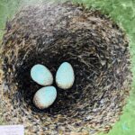 painting of blue eggs in nest