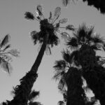 AOTM: palm trees
